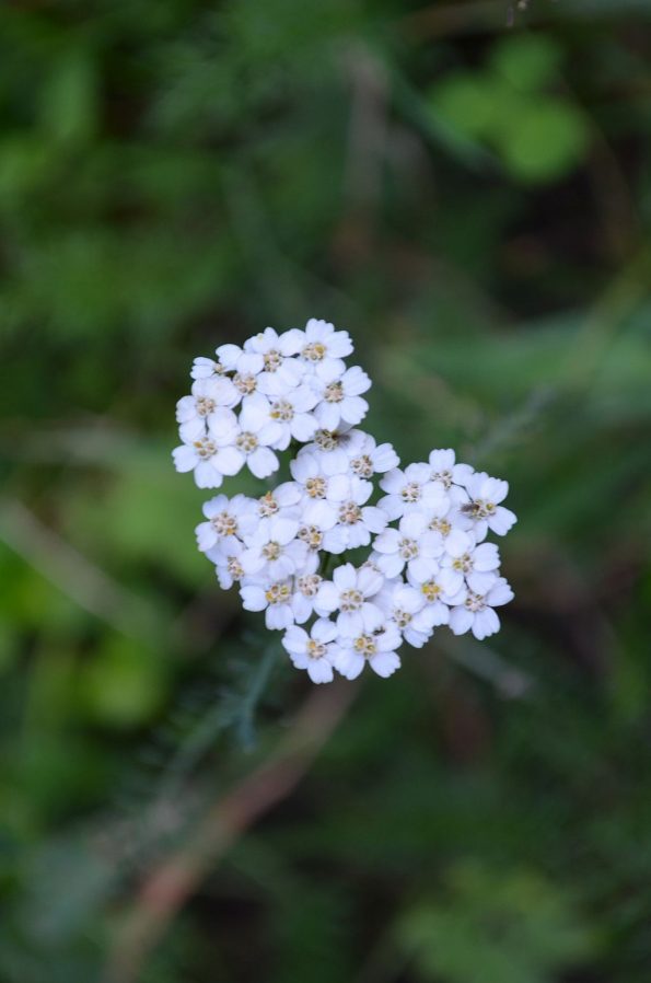 dsc_0060a