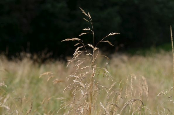 dsc_0204a